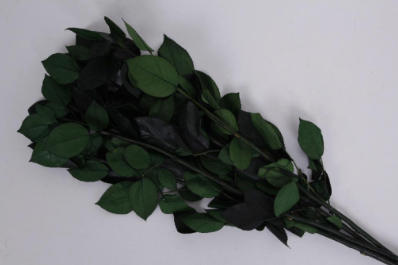 Tija criogenata 60cm S/5