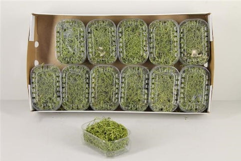 TILLANDSIA CASEROLA 50GR VERDE