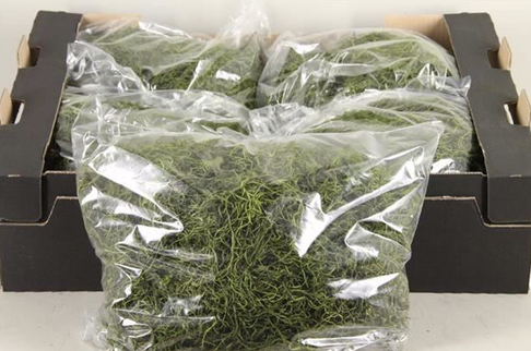 TILLANDSIA PUNGA 500G VERDE