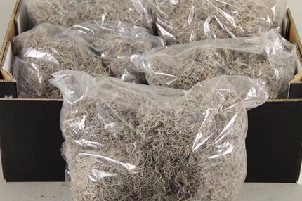 TILLANDSIA PUNGA 500G NATUR