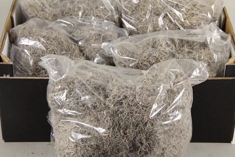 TILLANDSIA PUNGA 500G NATUR