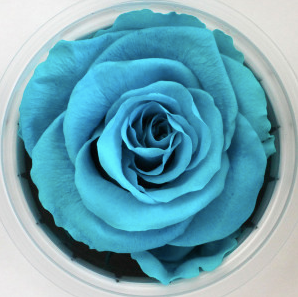 Trandafir criogenat Ø5.5-6CM castiel light blue