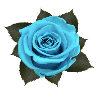 Trandafir criogenat Ø5.5-6cm aquamarine