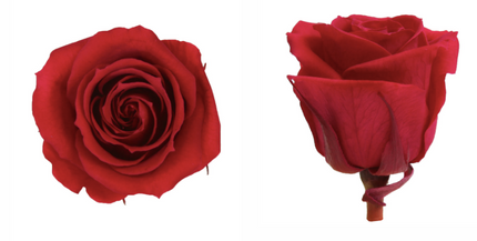 Trandafir criogenat Ø2.5cm burgundy S/16