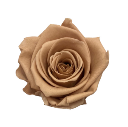 Trandafir criogenat Ø5.5-6cm nude