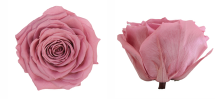 Trandafir criogenat Ø7-8cm cherry blossom