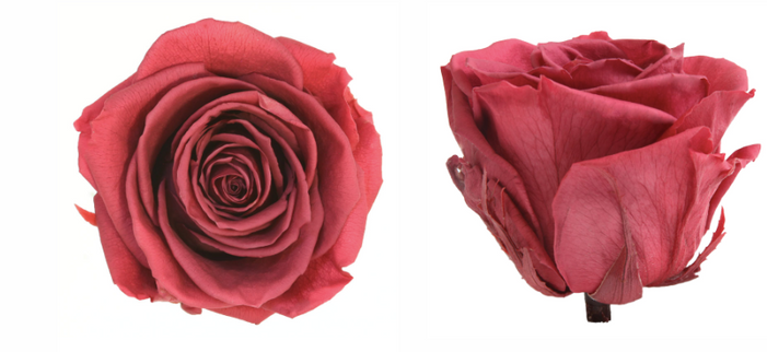 Trandafir criogenat Ø7-8cm cranberry