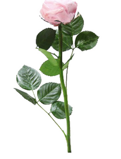 Trandafir criogenat tija 27cm Ø5-6cm bicolor roz