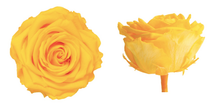 TRANDAFIR CRIOGENAT TIJA 55CM Ø6.5-8.5CM GALBEN