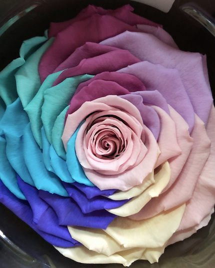 Trandafir criogenat Ø9-10cm rainbow pastel