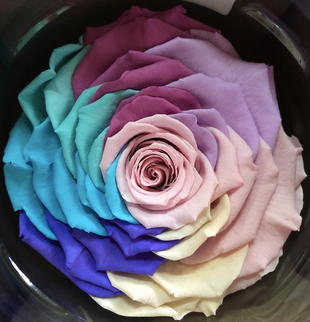 Trandafir criogenat Ø9-10cm rainbow pastel