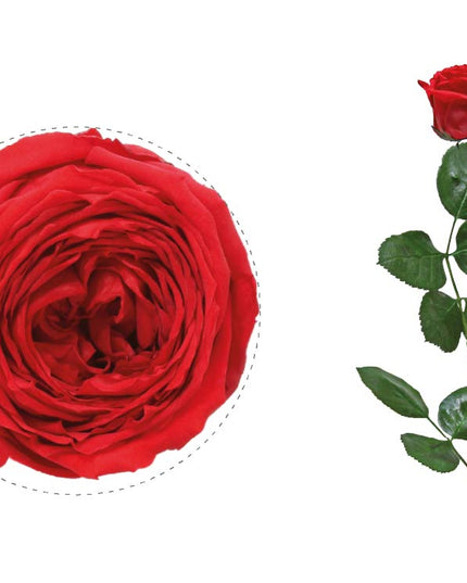 Trandafir criogenat tija 27cm Ø5-6cm garden red