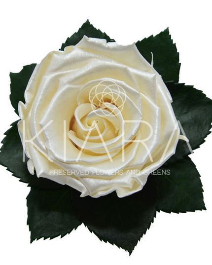Trandafir criogenat Ø5.5-6cm satin crem