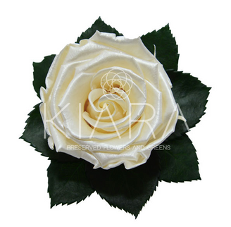 Trandafir criogenat Ø5.5-6cm satin crem