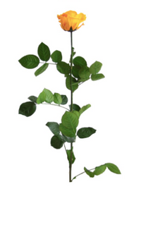 TRANDAFIR CRIOGENAT TIJA 55CM Ø6.5-8.5CM GALBEN