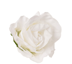 Trandafir gigant alb - waterproof