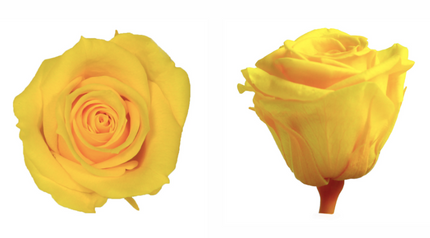 Trandafir criogenat Ø3cm galben