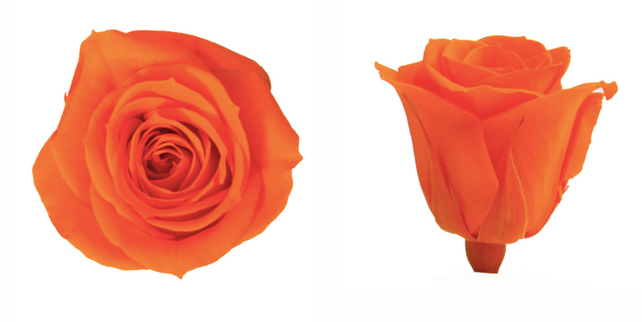 Trandafir criogenat Ø3.5cm portocaliu