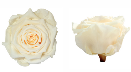 Trandafir criogenat Ø7-8cm champagne