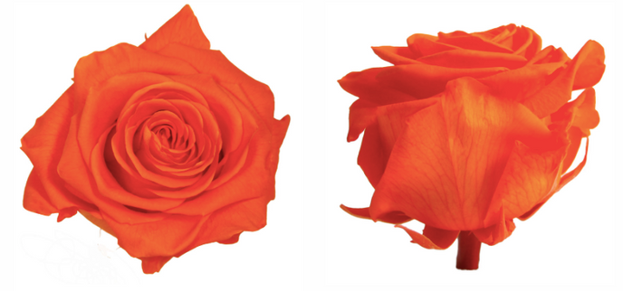 Trandafir criogenat Ø7-8cm portocaliu