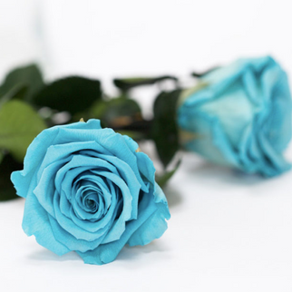 Trandafir criogenat tija 30cm Roseamor Ø4.5cm albastru 01