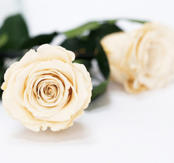 Trandafir criogenat tija 30cm Roseamor Ø4.5cm champagne