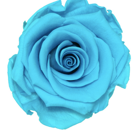 Trandafir criogenat Ø7-8cm albastru intens