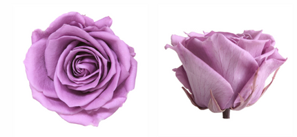 Trandafir criogenat Ø7-8cm lila