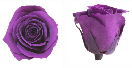 Trandafir criogenat Ø3cm mov