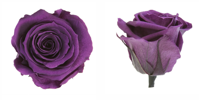 Trandafir criogenat Ø5.5-6cm violet