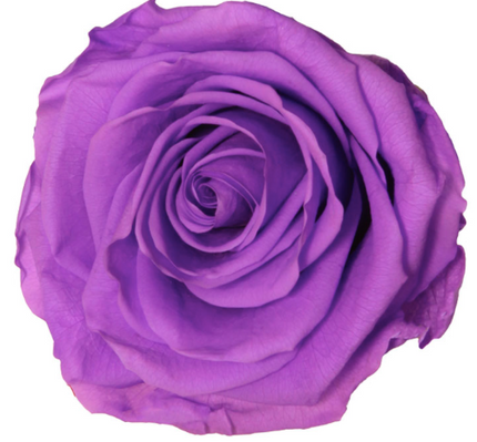 Trandafir criogenat Ø7-8cm mov intens