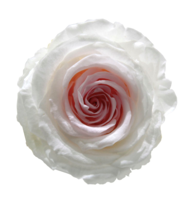 Trandafir criogenat Ø7-8cm ombre alb-roz