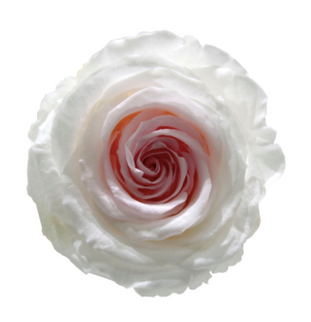 Trandafir criogenat Ø7-8cm ombre alb-roz