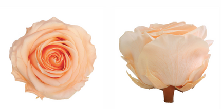 Trandafir criogenat Ø7-8cm piersica