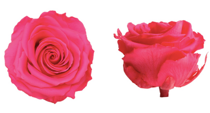 Trandafir criogenat Ø7-8cm roz inchis