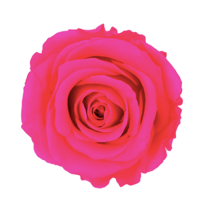 Trandafir criogenat Ø7-8cm roz intens