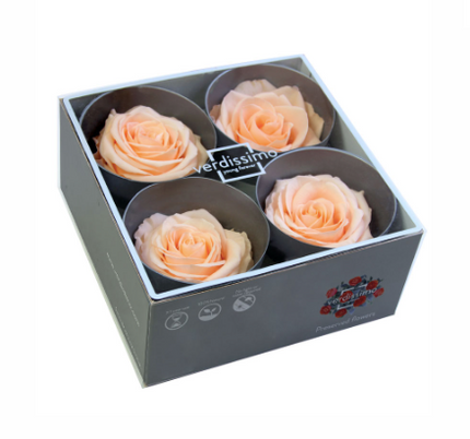 Trandafir criogenat Ø7-8cm piersica