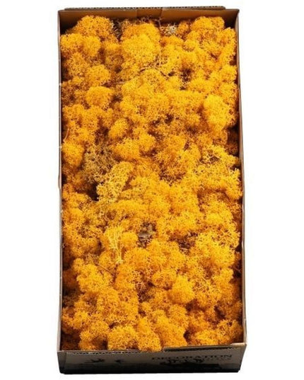 Licheni conservati Galben Geel 500G