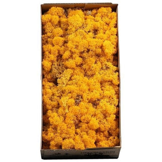 Licheni conservati Galben Geel 500G