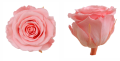 Trandafir criogenat Ø5.5-6cm bridal pink