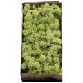 Licheni conservati Mint Groen 500G