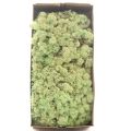 Licheni conservati Mint Groen 500G