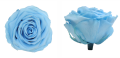 Trandafir criogenat Ø7-8cm albastru deschis