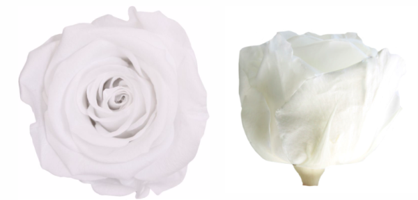 Trandafir criogenat tija 45cm Ø5cm vrac alb