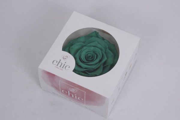 Trandafir criogenat Ø12cm aqua turquoise