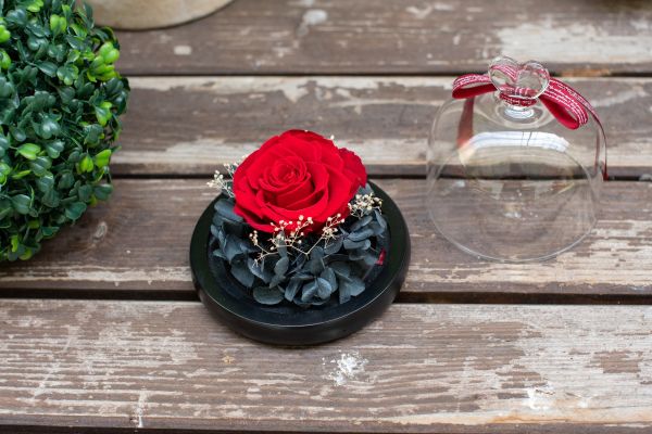 Aranjament trandafir criogenat 5+ giftbox