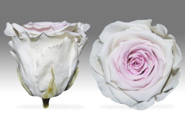 Trandafir criogenat Ø5.5-6CM ombre white-pastel pink