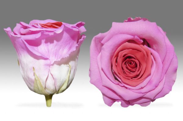 Trandafir criogenat Ø5.5-6CM ombre pink-dark pink