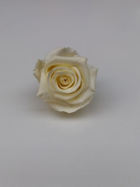 Trandafir criogenat Ø5.5-6cm vanilie