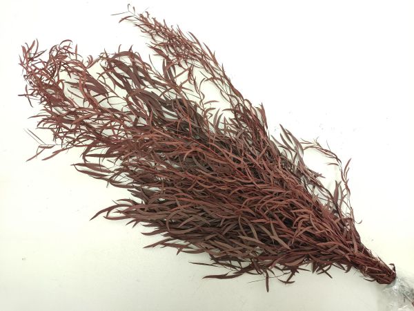 Eucalypt criogenat Nicholii rosu